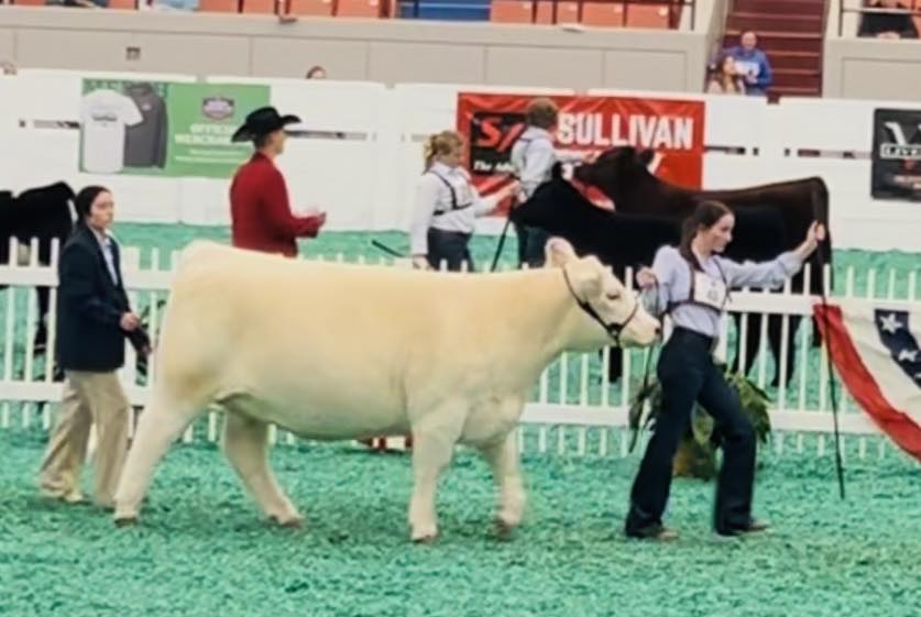 A girl and a white cow.